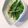 Watsonn's cooksnap of when they made Mizuna and Aburaage Salad.