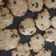 El cooksnap de Alicia Mendez cuando hizo Galletas de avena y coco.