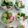 Cooksnap dari Hana Farida untuk resep Es Pisang Ijo