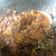 Cooksnap dari Josephine Rosalia untuk resep Tongseng Sapi