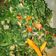 Cooksnap dari Feby LaraDi Irwani untuk resep Tumis oncom daun labu