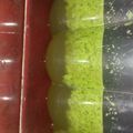 Cooksnap dari Afniyanti untuk resep Puding lumut simple