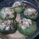 El cooksnap de Maria Victoria cuando hizo Zapallitos rellenos de carne picada.