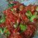 Cooksnap dari Tiara Ridzky untuk resep Sambal Goreng a la Nasi Jamblang Cirebon