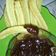 Cooksnap dari ika ross untuk resep Churros