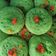 Cooksnap dari Anis Fitriah untuk resep Kue cubit empuk super lembut