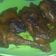 Cooksnap dari Mudrikatul Adawiyah ( Dapur Gh2 ) untuk resep Ayam Bakar Ungkep (bisa diganti daging sapi/kambing)