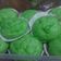 Cooksnap dari HARUMY untuk resep Bakpao pandan Low Budget