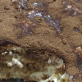 El cooksnap de Sara cuando hizo Tiramisú para las fiestas 🌲.