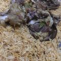 صورة من Shatha :*، شاركها بعد تجربة وصفة كبسة باللحم بقدر الضغط