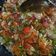Cooksnap dari Ratih Wulandari Rahmanti untuk resep Sambal Matah Bali