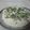 Shiksha Swami's cooksnap of when they made Suji/Rava dhokla....in just 2 min.