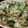 Judi Small's cooksnap of when they made Napa Cabbage & Bok Choy with Bacon.
