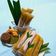 Cooksnap dari Nur Fenuri untuk resep Es Lilin Kacang Ijo