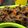 Cooksnap dari Nurbaya untuk resep Dendeng Rusa Balado