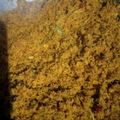 Cooksnap dari Fransiska Rini untuk resep Abon Pedas Lele Kelapa Parut