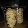 Cooksnap dari baban jr untuk resep Ginger Cookies (#pr_kuekering)