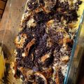 Fazekas Emese Cooksnap-ja, amikor elkészítette a(z) Vaníliakrémes mákos guba “torta” receptet.