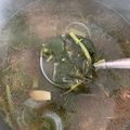Cooksnap akhmal fauzi semasa beliau membuat Bayam Merah Tumis Air.