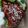 Cooksnap dari Megan untuk resep Korean Fried Chicken / Dakgangjeong