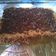 Cooksnap dari Simatupang Melvi untuk resep Black forest panggang no topiing