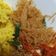 Cooksnap dari Rini Mulianingsih untuk resep Tumis Soun Cabe Ijo