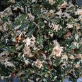 Cooksnap dari Desy Opan untuk resep Urap Sayuran