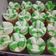 Cooksnap dari Selvi Purnama Sari untuk resep Bolu kukus soda