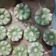 Cooksnap dari B Tetty untuk resep Kue putu ayu empuk dan lembut