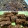 Cooksnap dari Edna untuk resep Pie Brownies Irit