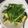 Cooksnap dari Nina Anggraini untuk resep Meatless: Broccolini Gomaae, side dish simple dan kilat banget!
