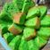 Cooksnap dari Andayani Hartono untuk resep Bolu panggang 2 telur rasa taro