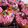 El cooksnap de Poly cuando hizo Cupcakes con buttercream de vainilla.