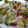 El cooksnap de Elena Abad Aldavero cuando hizo Ensalada de queso de cabra y jamón serrano.