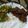 Cooksnap dari Indri Ardiana Oktaviani untuk resep Krengsengan Daging