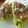 miledi's cooksnap of when they made Mike's Low Carb Tuna Lettuce Wraps.