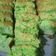 Cooksnap dari Mama Lita untuk resep Bolu Pandan Santan Panggang (4 telur)