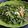 Cooksnap dari Ummu Khal Kitchen untuk resep Tumis Genjer
