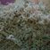 Cooksnap dari ArBy Gitcu untuk resep Kering Gurih Bihun Teri Medan (Aroma Daun Jeruk)
