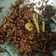 Cooksnap dari rohma maulidya untuk resep Kering tempe pedas manis enaaak