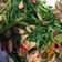 Cooksnap dari Aicha A untuk resep Tumis Kangkung Saus Tiram Ala Resto |Tips Agar Warnanya Hijau