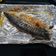 Chia Feng Liu 的 鹽烤鯖魚 cooksnap