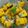 Shital Jataniya's cooksnap of when they made ઇન્સ્ટન્ટ નાઈલોન ખમણ(Instant nylon khaman recipe in Gujarati).