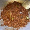 Cooksnap dari Henny Menyendiri Senang untuk resep Sambal baby cumi