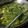 Cooksnap dari Noviyoshi untuk resep Sayur santan daun singkong + tahu