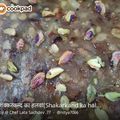 @ Chef Lata Sachdev .77's cooksnap of when they made Sweet Potato Halwa.