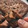 Cooksnap dari Ninis untuk resep Blondies Gula Aren