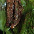 Cooksnap dari Sarfina Alwainiy untuk resep Brengkes Pindang