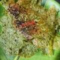 Mamta Bhandakkar's cooksnap of when they made ओल्या लसणाचे आयते😋 (olya lasnyache aayte recipe in marathi).