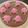Cooksnap dari Citra Ningdyah untuk resep Jelly cream simple